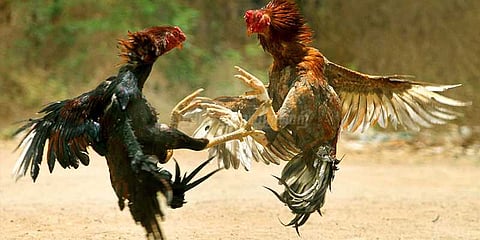 ரியல் ஆடுகளம்.. சீறும் சேவல்கள்.. சோகத்தில் கரூர்..