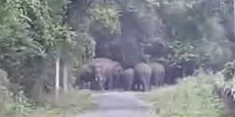 மின்வாரிய ஊழியர்களை வழிமறித்த காட்டுயானைகள்!