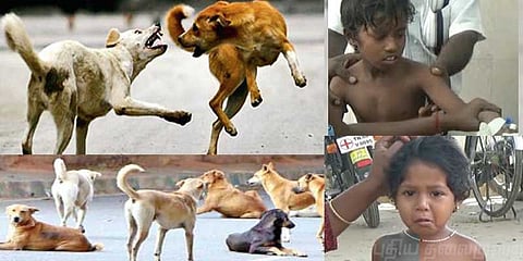 குழந்தைகளை குறிவைக்கும் வெறிநாய்கள்: கதறிய பிஞ்சுகள்!