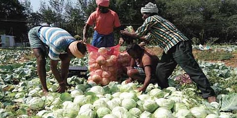 அழுகும் முட்டைகோஸ்; வேதனையில் விவசாயிகள் 