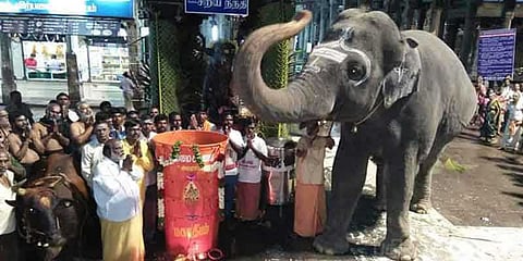 யானையின் தந்தத்தை அகற்ற பொது மக்கள் எதிர்ப்பு