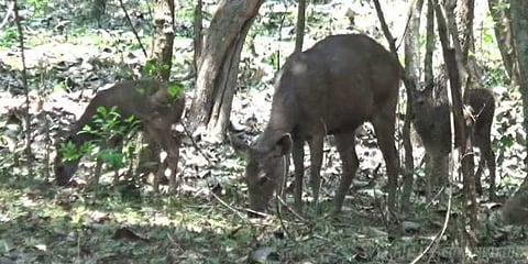 வறண்டது வனம்: சாலையோரம் உலாவும் மான்கள் !