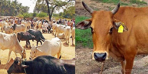 ஆதார் எண் கட்டுப்பாட்டுக்குள் வரும் கால்நடைகள்!