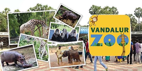 நடு இரவில் தங்கலாம்! சிங்கத்தின் உறுமலை கேட்கலாம்! முழுசாக மாறிப்போன வண்டலூர் பூங்கா 
