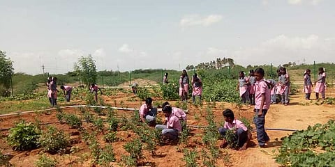 இயற்கை விவசாயத்தை மீட்கும் நெல்லை மாணவர்கள்