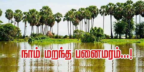 நாம் மறந்த பனை மரம்;  கம்போடியாவில் கம்பீரம் காட்டுகிறது
