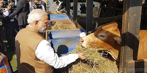 ருவாண்டாவுக்கு 200 பசுக்களை பரிசளித்தார் பிரதமர் மோடி