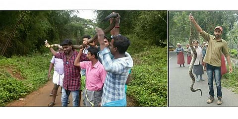 ராஜநாகத்துடன் செல்ஃபி ! கைது செய்தது போலீஸ்
