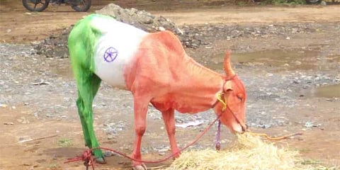 மாட்டுக்கு மூவர்ண பெயின்ட் அடித்து சுதந்திர தின கொண்டாட்டம் 