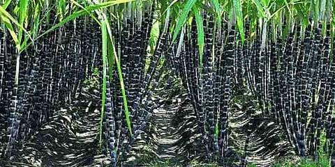 கரும்பு நிலுவையை தீர்க்க ரூ.4,500 கோடி : மத்திய அமைச்சரவை ஒப்புதல்