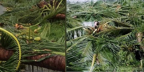 கஜா புயல் சேதங்களை பார்வையிட மத்திய குழு இன்று வருகிறது!