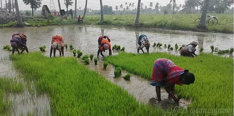 பயிர்க் காப்பீட்டில் முறையாக இழப்பீடு வேண்டும் - விவசாயிகள் கோரிக்கை