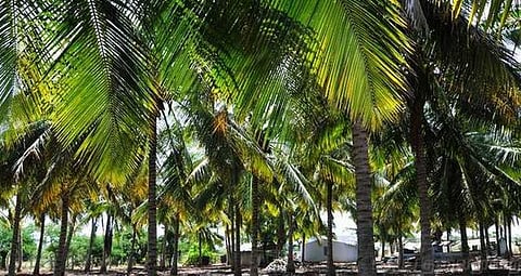 புயல் காலங்களில் மரங்கள், பயிர்களை காப்பது எப்படி?: விவசாயிகளுக்கு அறிவுரை