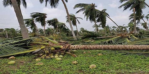 கஜா புயல் பாதிப்பிற்கு மத்திய அரசு நிதி வழங்கவில்லை - நீதிமன்றத்தில் தமிழக அரசு