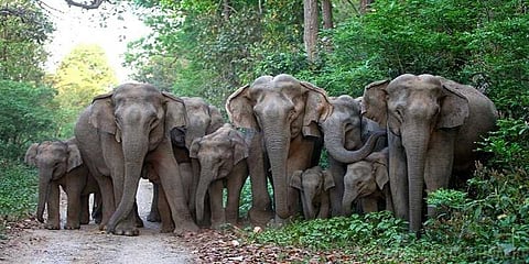 யானைகளை கர்நாடக மாநிலத்திற்கு விரட்ட கோரிக்கை