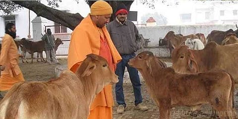 “வழி தவறிய பசுக்களை பாதுகாக்க குழு அமையுங்கள்” - அதிகாரிகளுக்கு ஆதித்யநாத் அறிவுரை 