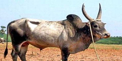 சீறிப் பாய தயாராகும் ஜல்லிக்கட்டு காளைகள் 