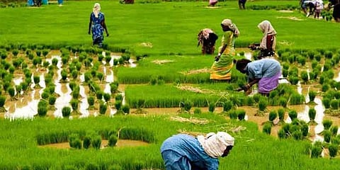 சம்பா விளைச்சல் பாதிப்பு : விவசாயிகள் கவலை