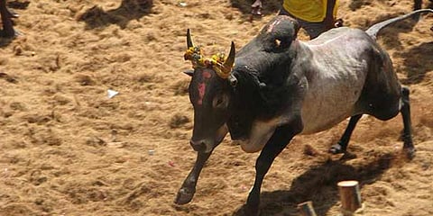 புதுக்கோட்டையில் 14ம் தேதி ஜல்லிக்கட்டு  !