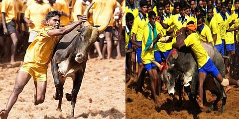 உலக சாதனைக்கு தயாராகும் விராலிமலை ஜல்லிக்கட்டு 