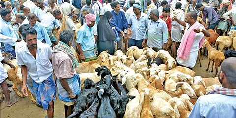 10 கோடிக்கு மேல் விற்பனை - களைகட்டிய குந்தாரப்பள்ளி ஆட்டு சந்தை 
