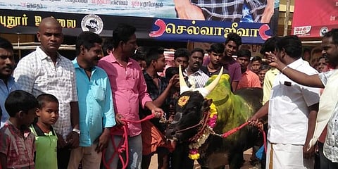 காளைகளுடன் ‘விஸ்வாசம்’ பார்க்க வந்த அஜித் ரசிகர்கள் 