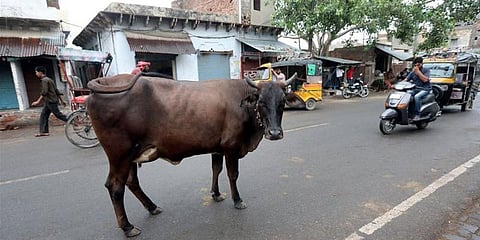 கால்நடைகளை சாலைகளில் திரிய விட்டால் இனி ரூ.5000 அபராதம்  !