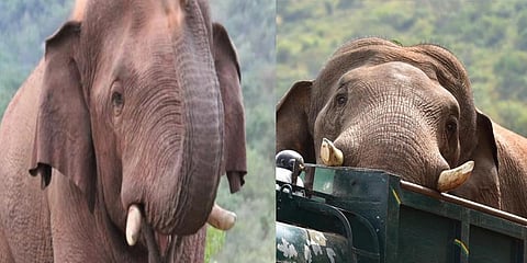 மீண்டும் ஊருக்குள் வந்த சின்னத்தம்பி யானை