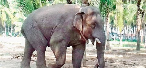 வாழிடத்தை தேடி 3 நாட்களில் 100 கி.மீ தூரம் கடந்த சின்னதம்பி..!