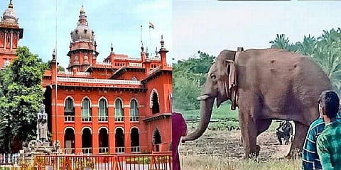 சின்னதம்பியை கும்கியாக மாற்ற தடை கோரி உயர்நீதிமன்றத்தில் மனு ! 