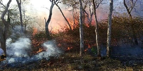 பந்திப்பூர் காட்டுத்தீ விவகாரம் : 2 பேர் கைது 