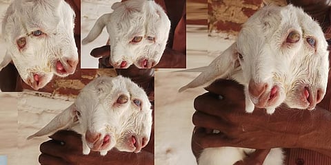 இரண்டு தலைகளுடன் ஒட்டிப் பிறந்த ஆட்டுக்குட்டி 