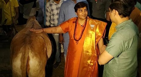 “பசு மாட்டின் சிறுநீர் என் புற்றுநோயை குணப்படுத்தியது”- சாத்வி பிரக்யா
