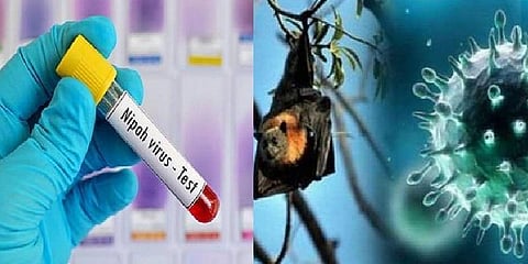 நிபா வைரஸ் கட்டுக்குள் உள்ளது, திட்டமிட்டபடி பள்ளிகள் திறக்கப்படும் - எர்ணாகுளம் ஆட்சியர்