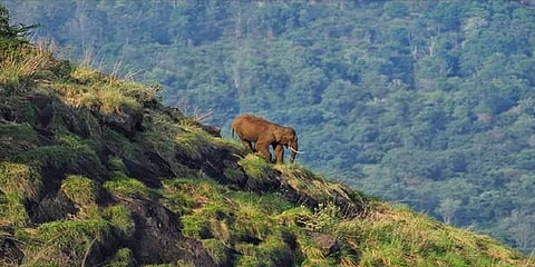 உணவிற்காக உயிரை பணயம் வைக்கும் யானைகள் என்பது சரியா ?