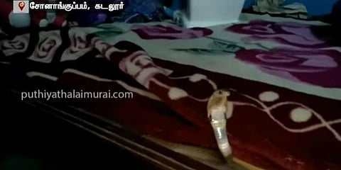 கட்டிலில் படுத்துக்கொண்டு டிவி பார்த்த‌ பாம்பு..!