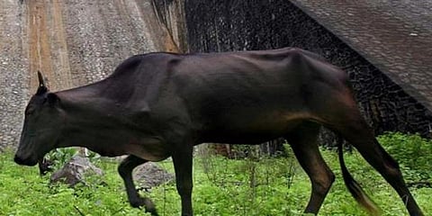 பசுக்கன்றை கொன்றவருக்கு 10 வருட சிறைத்தண்டனை விதித்த குஜராத் நீதிமன்றம்!