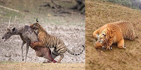 சாம்பார் சாதம் சாப்பிட்டதால் புலி இறந்ததா? - உண்மை என்ன? 