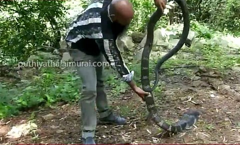 கேரள பகுதியில் பிடிபட்ட 14 அடி நீளம் கொண்ட ராஜநாகம் 