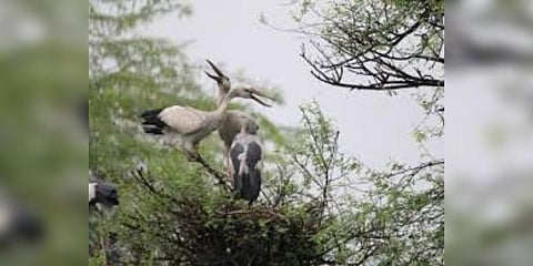 வேட்டங்குடி சரணாலயத்தில் பறவைகள் வரத்து அதிகரிப்பு 