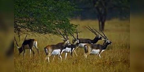 தேக்கடியில் அழகாக அணிவகுக்கும் மிளா வகை மான்கள் 