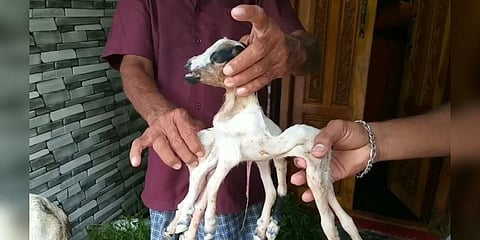 8 கால்கள்.. 2 உடல்களுடன் ஒட்டிப் பிறந்த ஆட்டுக்குட்டி 