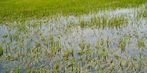 தூர்வாரப்படாத வடிகால் : நீரில் மூழ்கிய 100 ஏக்கர் சம்பா பயிர்கள்