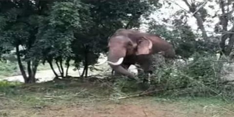 ட்ரோன் மூலம் தேடப்படும் ‘அரிசி ராஜா’ காட்டு யானை - கிராம மக்கள் மலைமேல் தஞ்சம்! 