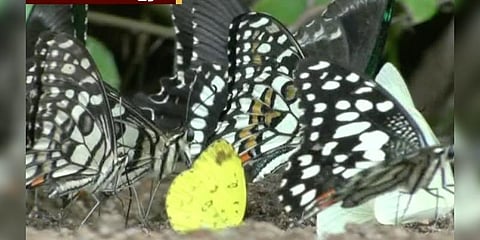 மேற்குத்தொடர்ச்சி மலைக்காடுகளை வந்தடைந்த பட்டாம்‌பூச்சிகள்