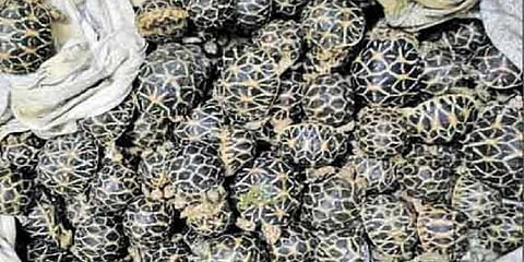 பேருந்தில் கடத்தி வரப்பட்ட 65 நட்சத்திர ஆமைகள் பறிமுதல் 