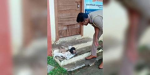 மழையில் தவித்த நாய்க்குட்டிகளுக்குப் பாசத்துடன் உணவளித்த காவல்துறை அதிகாரி 
