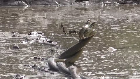 snake
