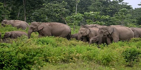இந்தியாவில்‌‌ காடுகளின் ‌பரப்பு அதிகரிப்பு