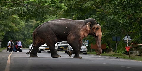 யானை என்ன இந்திய குடிமகனா?: விசாரணைக்கு மறுப்பு தெரிவித்த உச்சநீதிமன்றம்..!